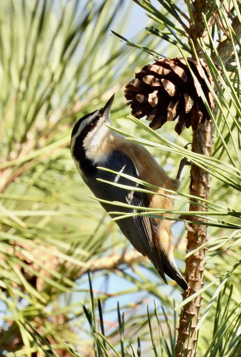 Red-breasted Nuthatch - ML644734619