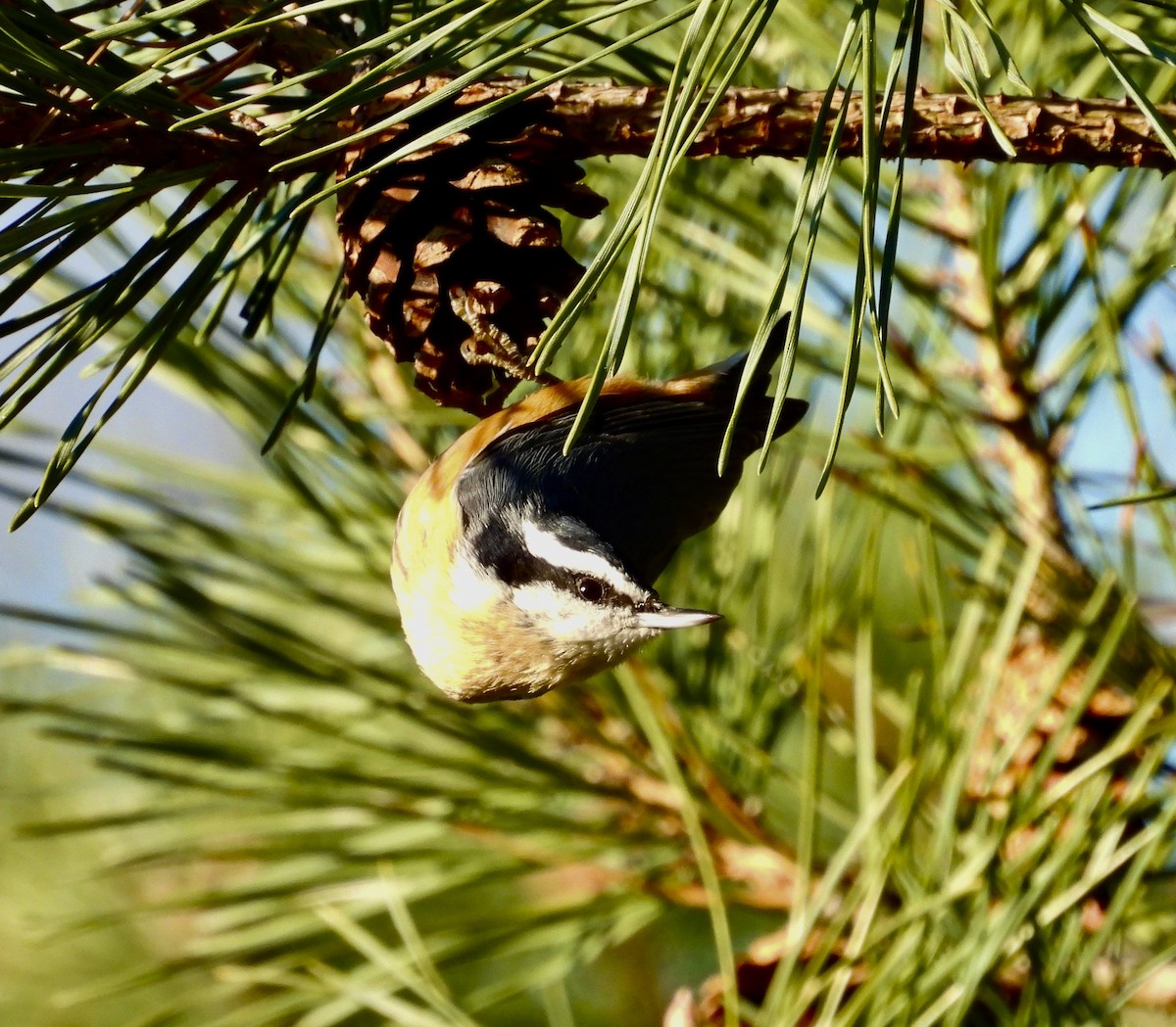 Red-breasted Nuthatch - ML644734620
