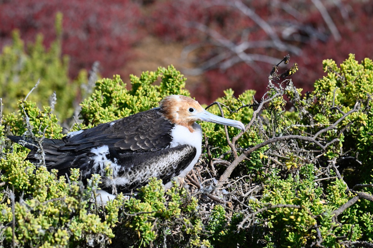 Great Frigatebird - ML644734621