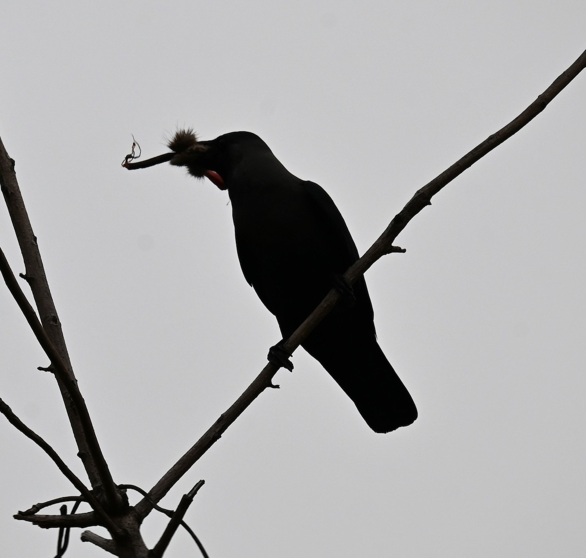 House Crow - ML644734626