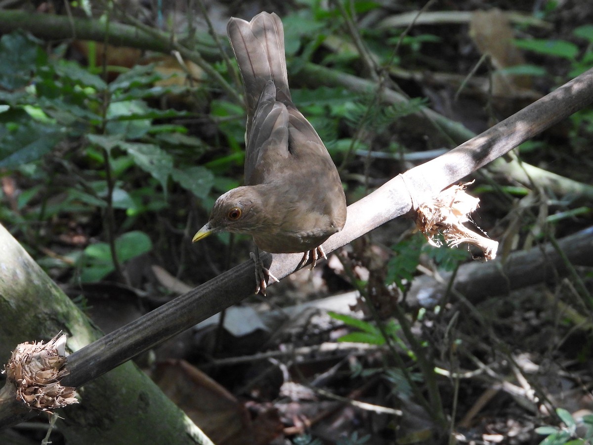Pale-breasted Thrush - ML644734627