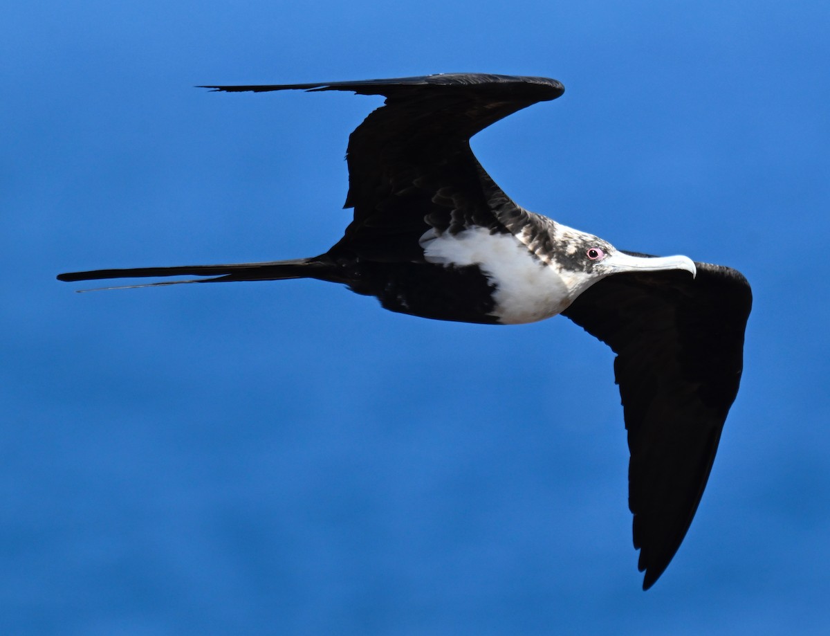 Great Frigatebird - ML644734630