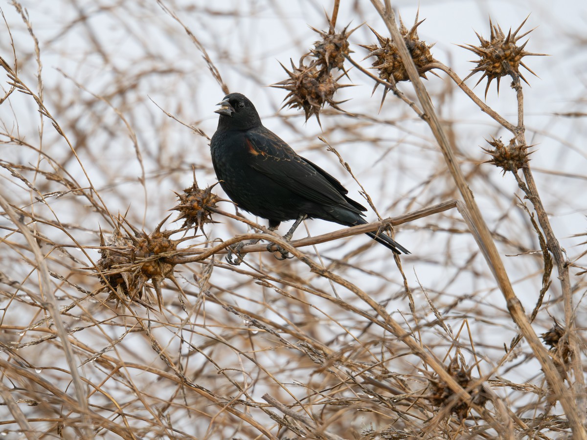 Red-winged Blackbird - ML644734631
