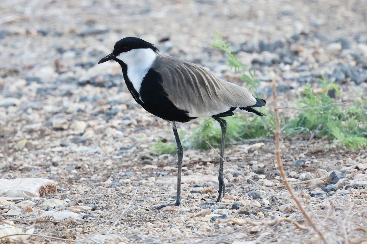 Vanneau à éperons - ML644734634