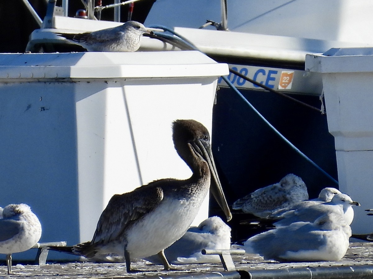 Brown Pelican - ML644734649
