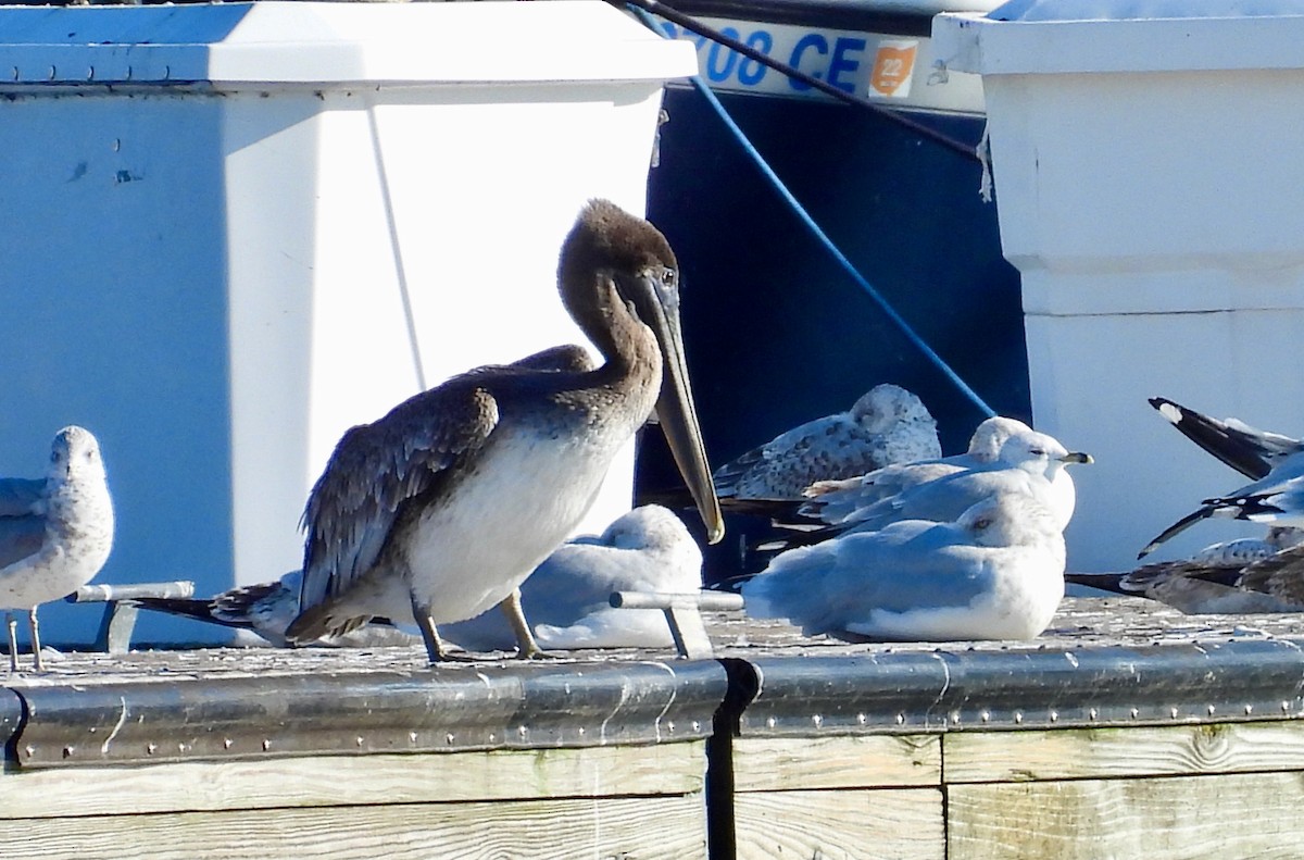 Brown Pelican - ML644734650