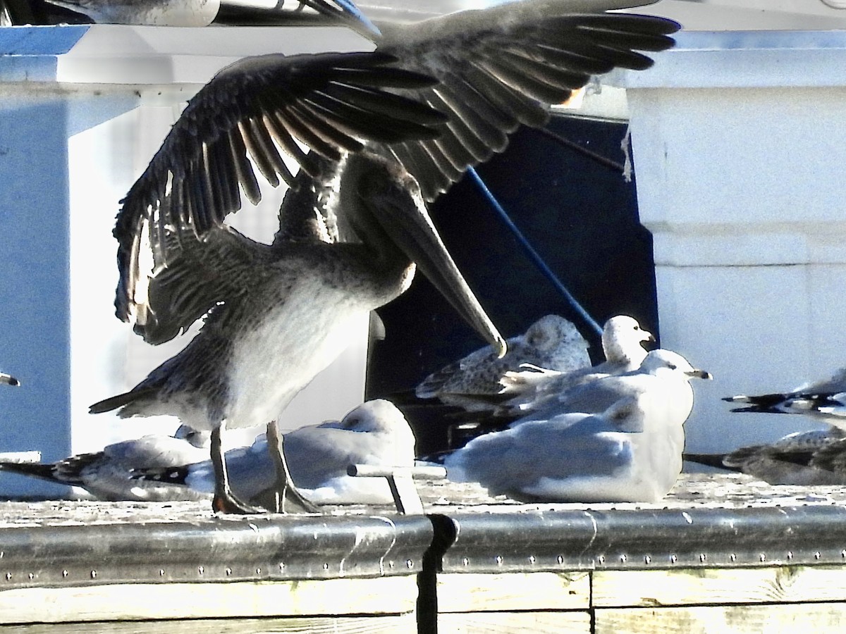 Brown Pelican - ML644734651