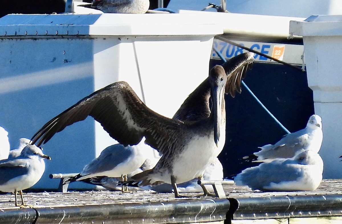 Brown Pelican - ML644734652