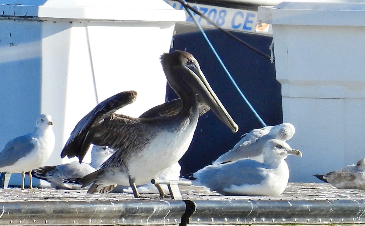 Brown Pelican - ML644734653