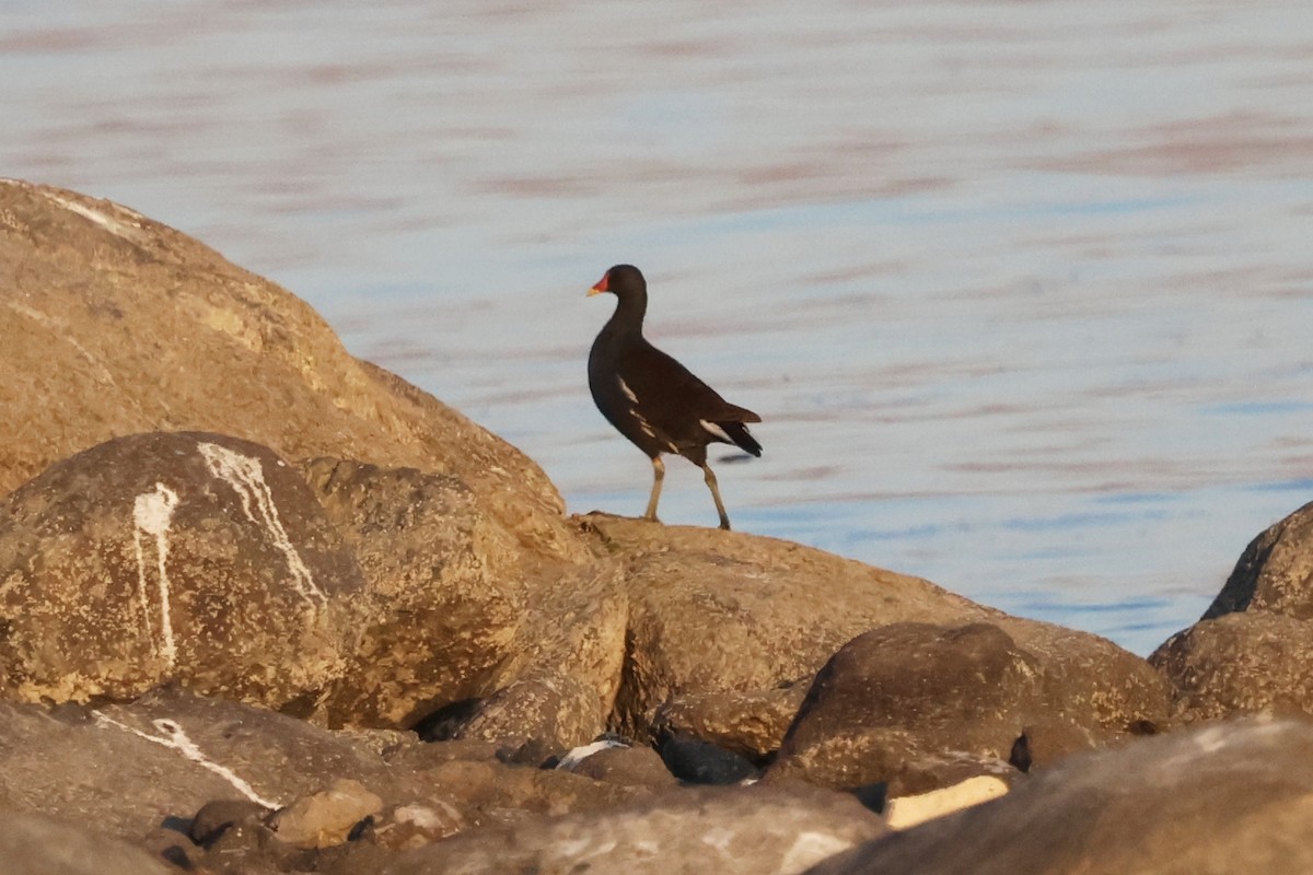 Gallinule poule-d'eau - ML644734659