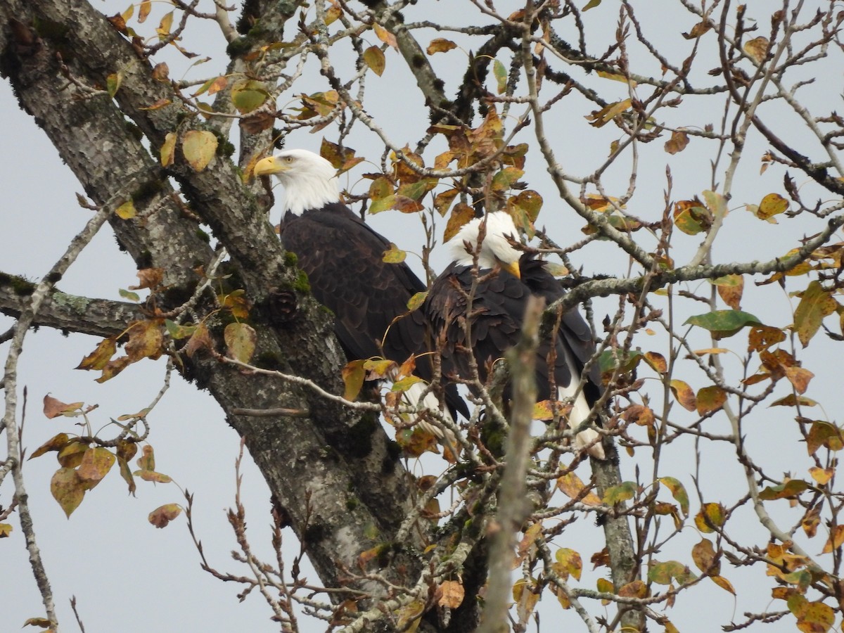 Pygargue à tête blanche - ML644734660