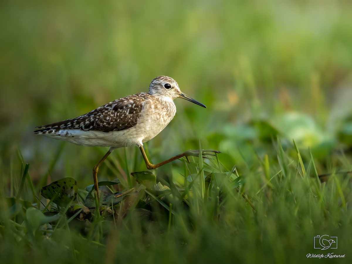 タカブシギ - ML644734661