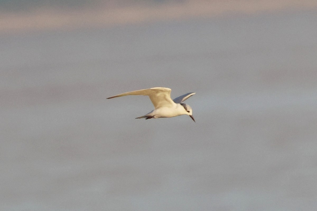 Guifette moustac - ML644734667