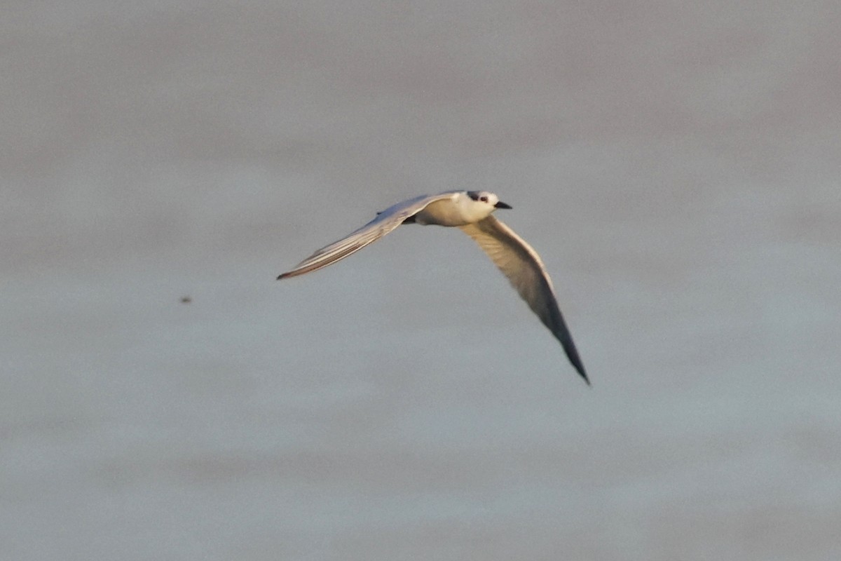 Guifette moustac - ML644734668