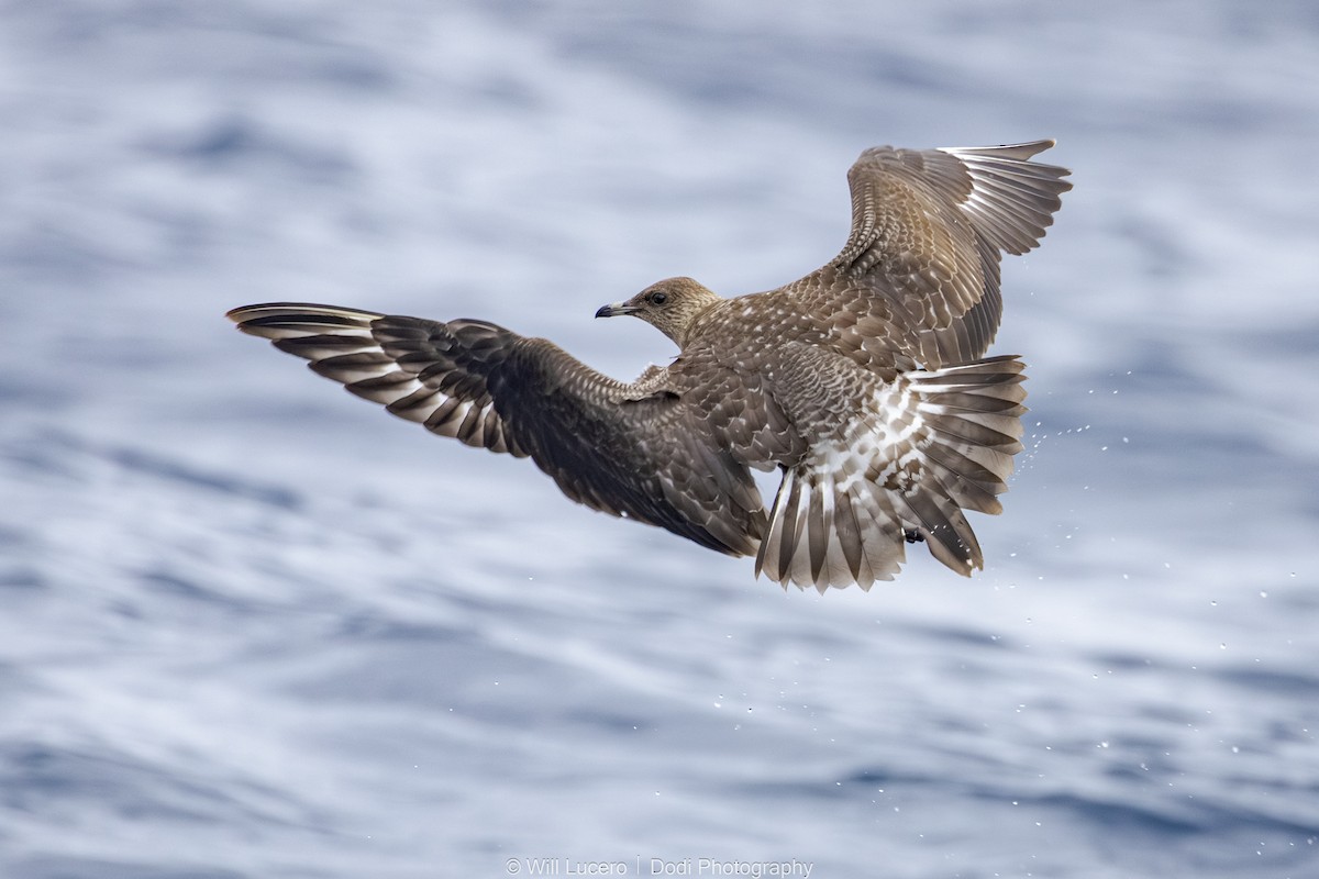 短尾賊鷗 - ML644734679