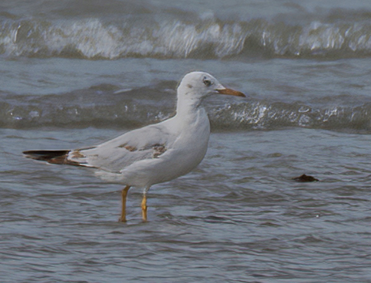 Морской голубок - ML644734680