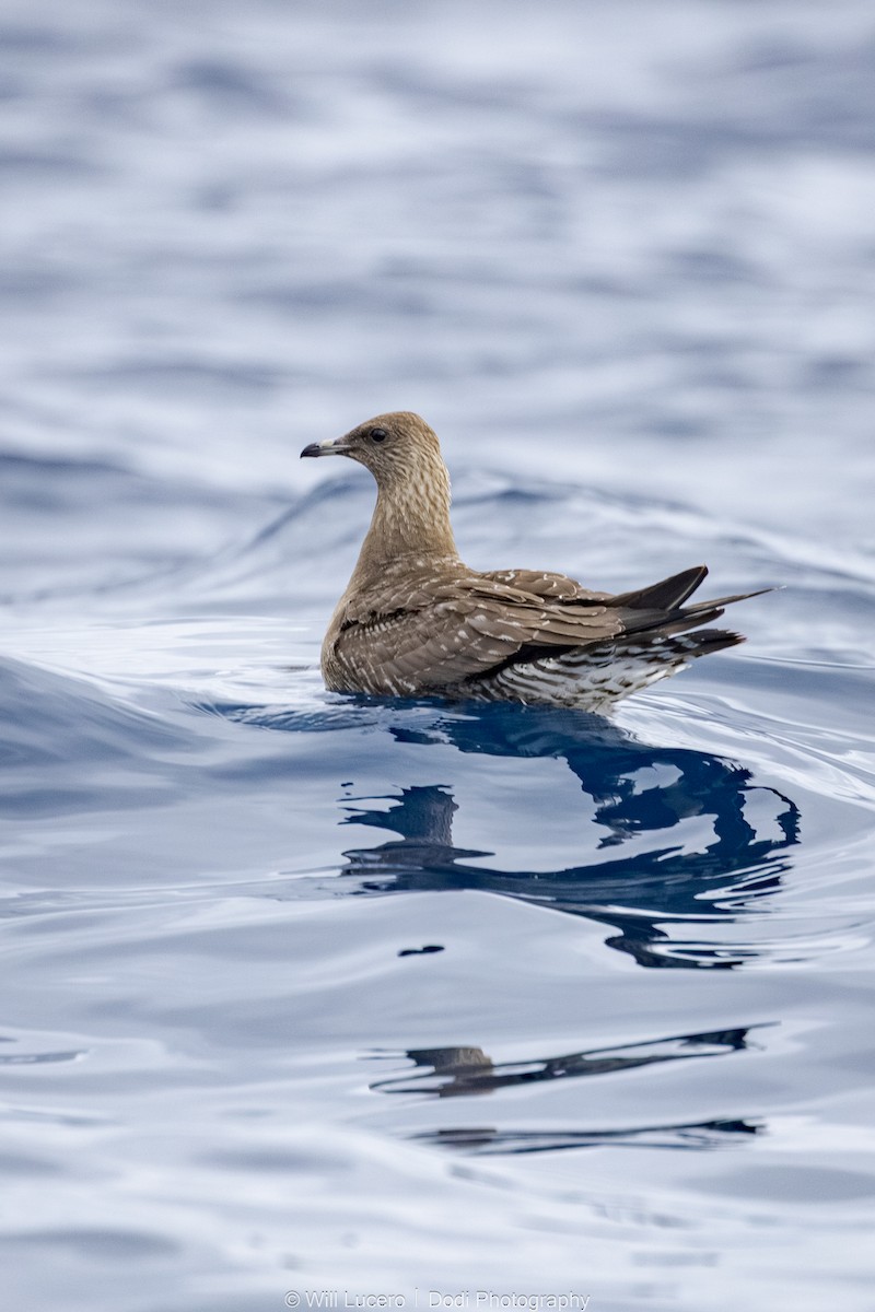 短尾賊鷗 - ML644734684