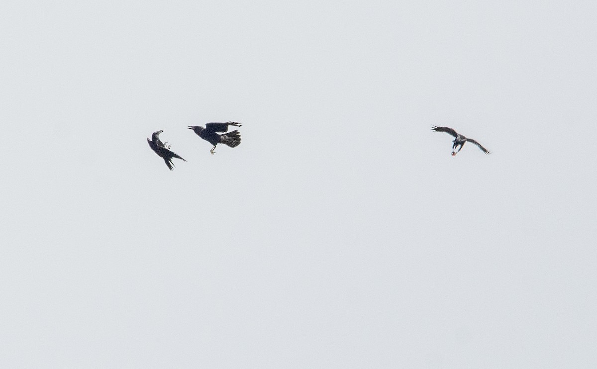 Kolkrabe - ML644734703