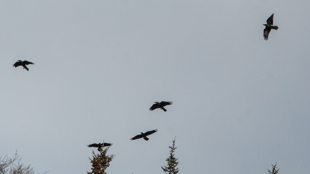 Kolkrabe - ML644734704