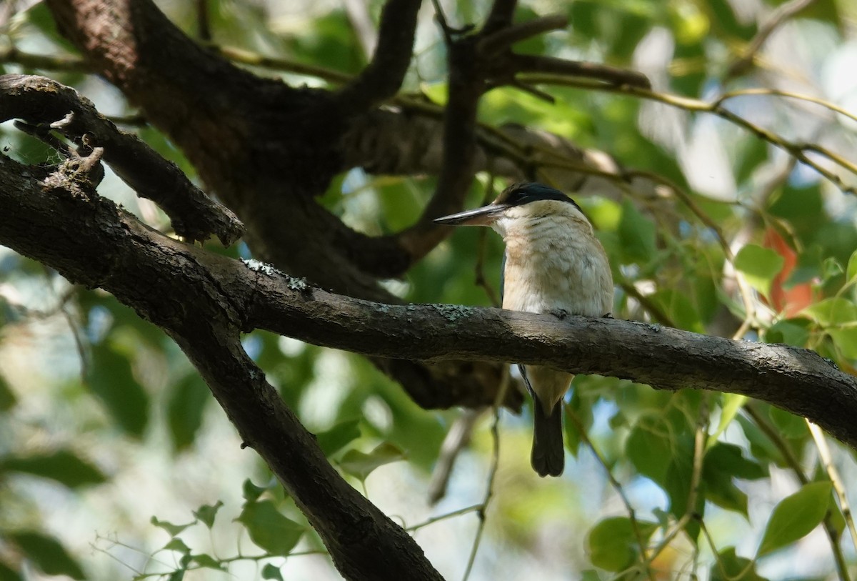 Sacred Kingfisher - ML644734724