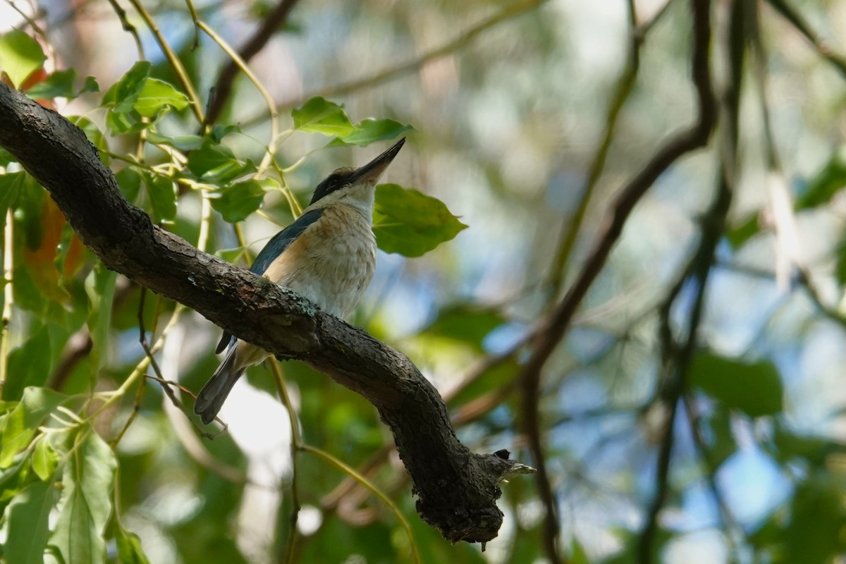 Sacred Kingfisher - ML644734725