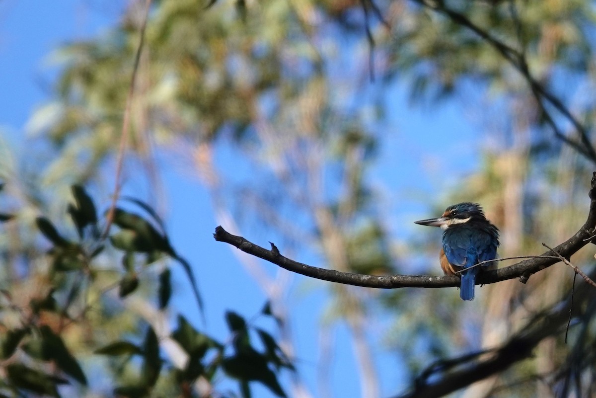 Sacred Kingfisher - ML644734726