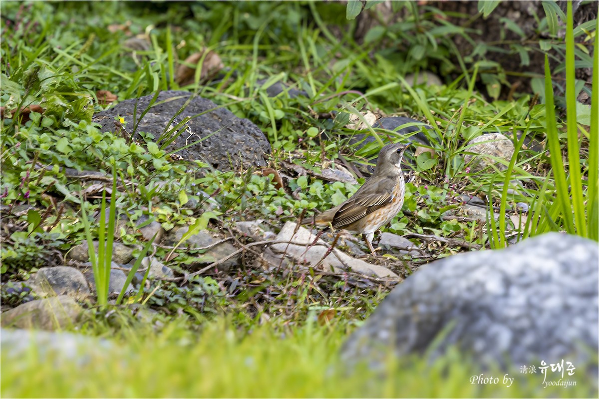 Kızıl Kanatlı Ardıç - ML644734727