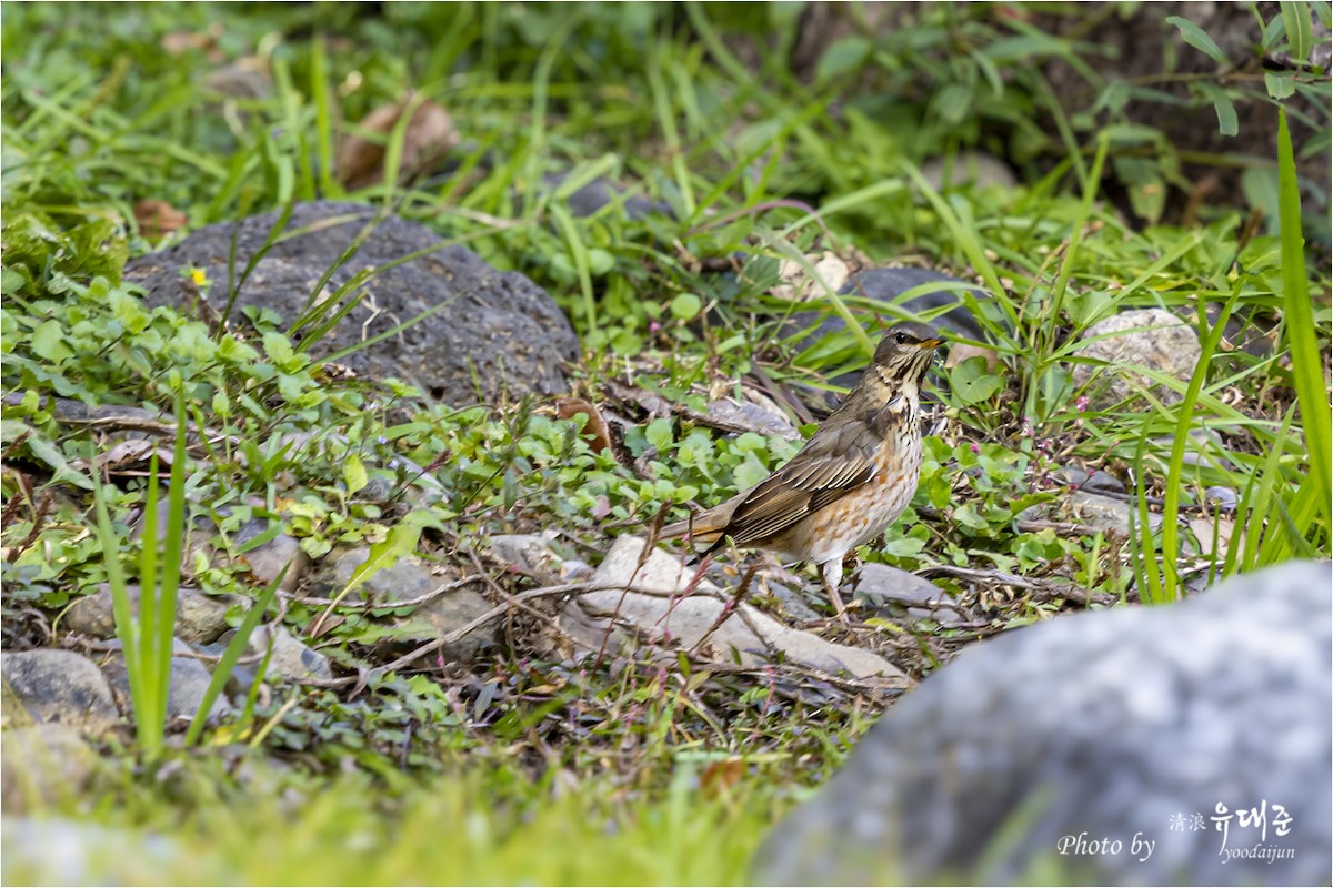 Kızıl Kanatlı Ardıç - ML644734728