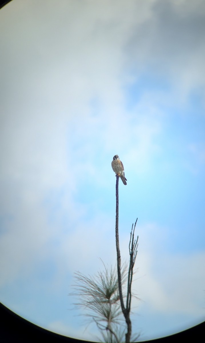 בז אמריקני - ML644734733
