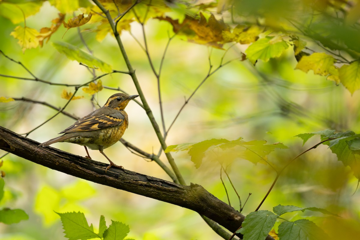 Varied Thrush - ML644734734