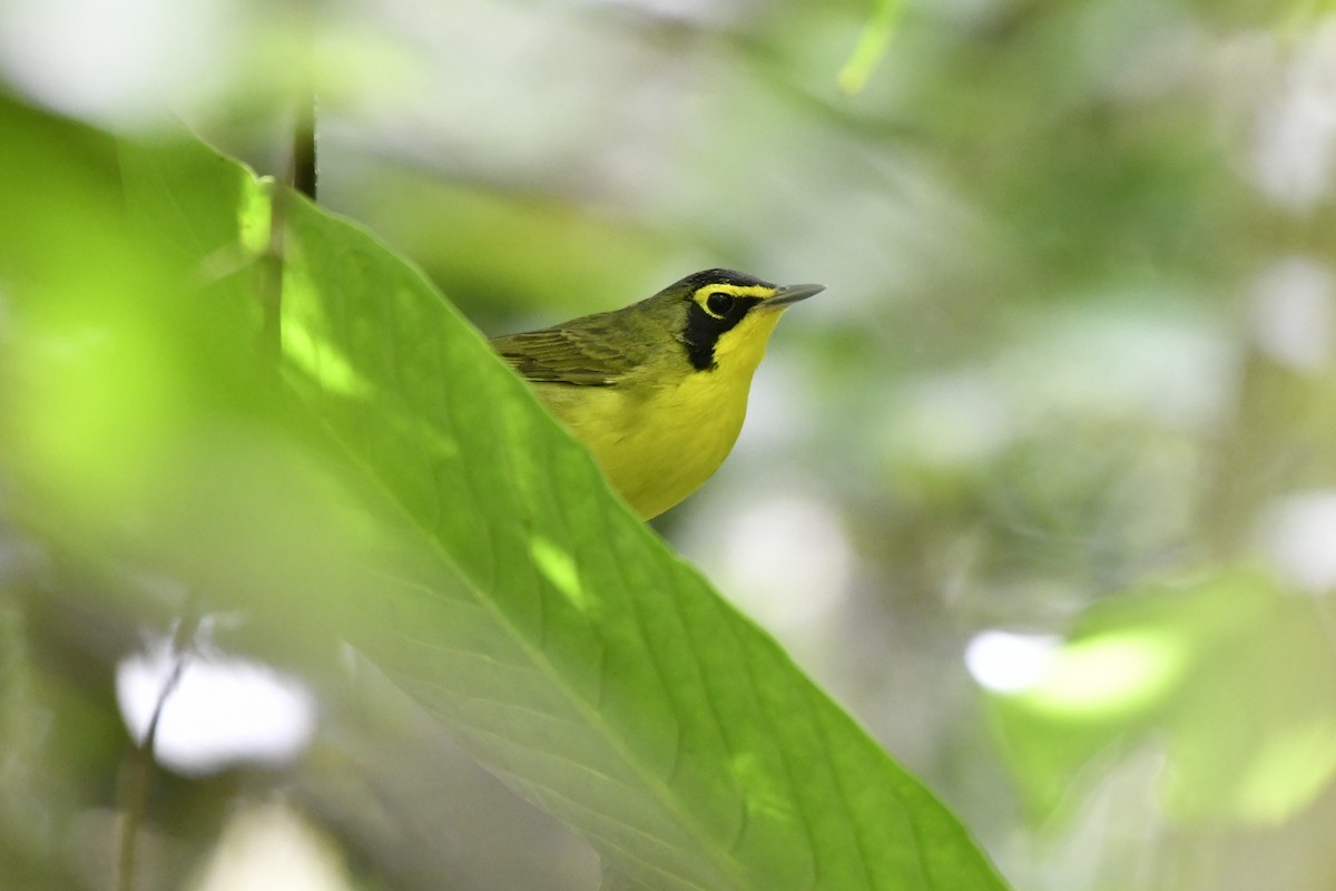 Kentucky Warbler - ML644734737