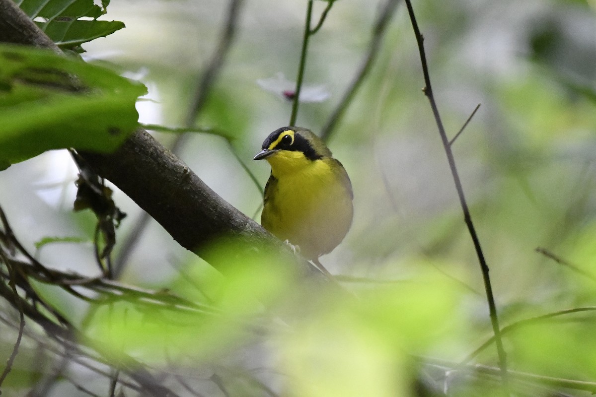 Kentucky Warbler - ML644734738