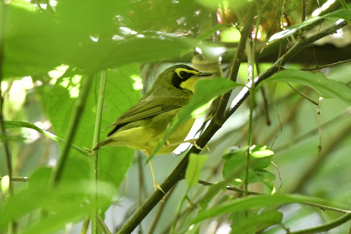 Kentucky Warbler - ML644734739