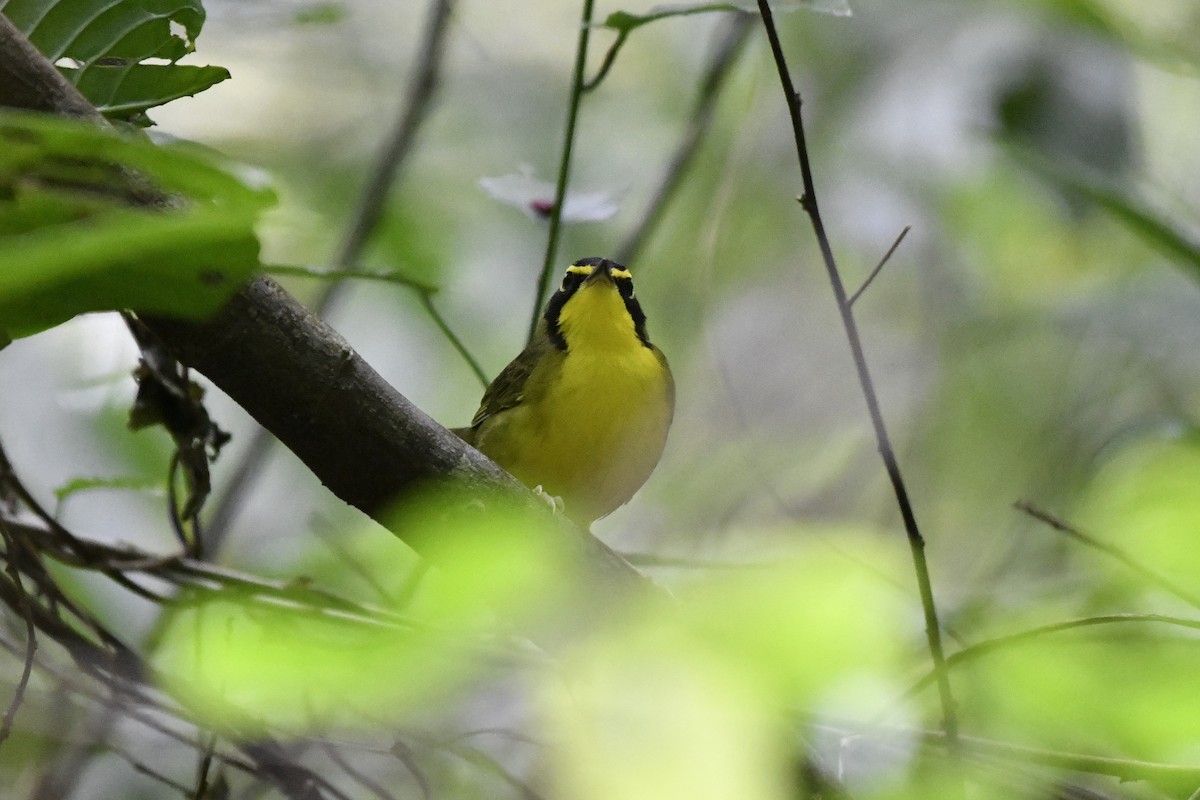 Kentucky Warbler - ML644734740