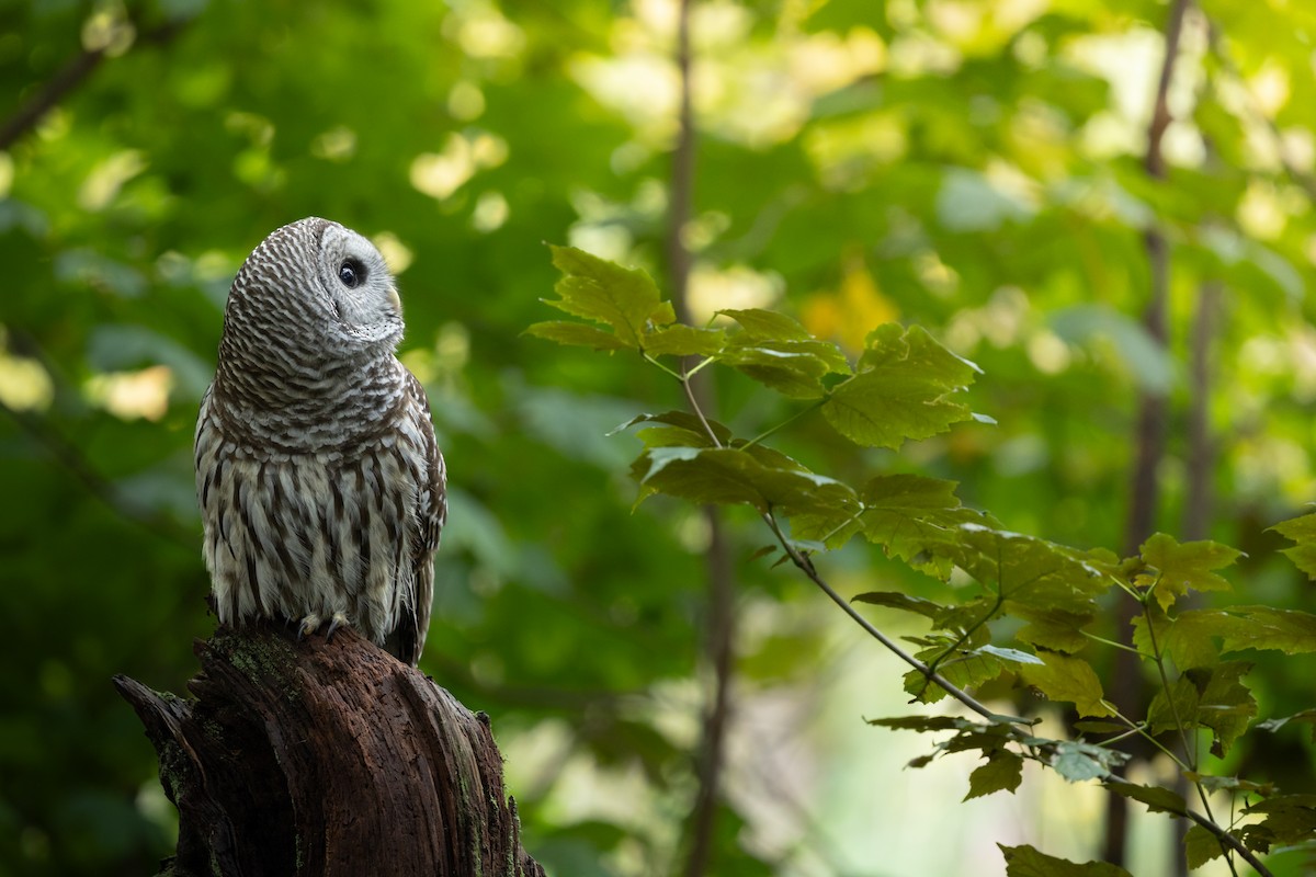 Barred Owl - ML644734741