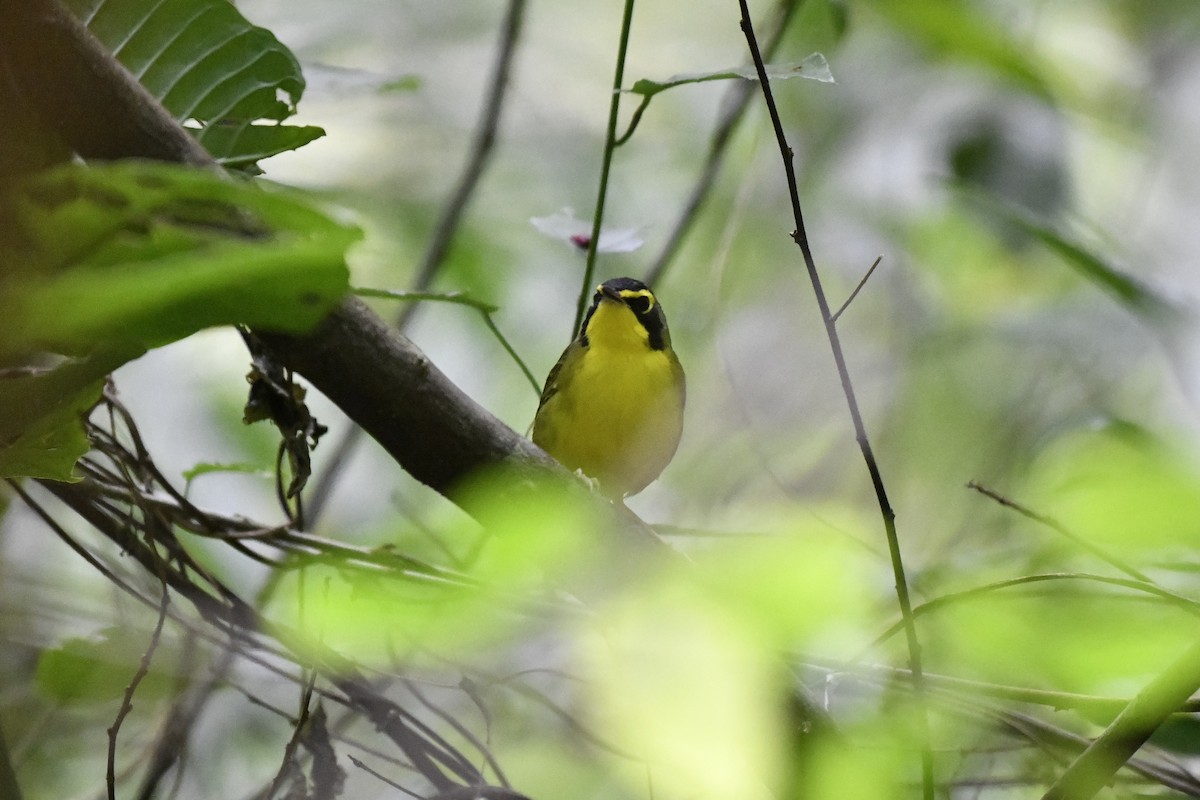 Kentucky Warbler - ML644734742