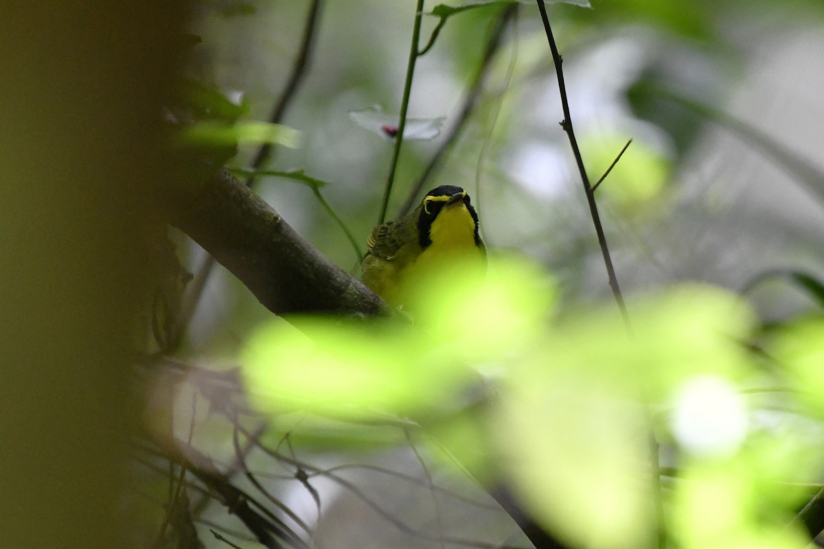 Kentucky Warbler - ML644734743