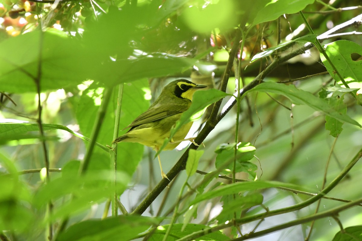 Kentucky Warbler - ML644734744