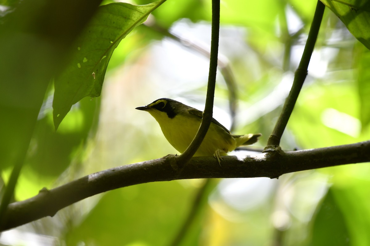 Kentucky Warbler - ML644734745