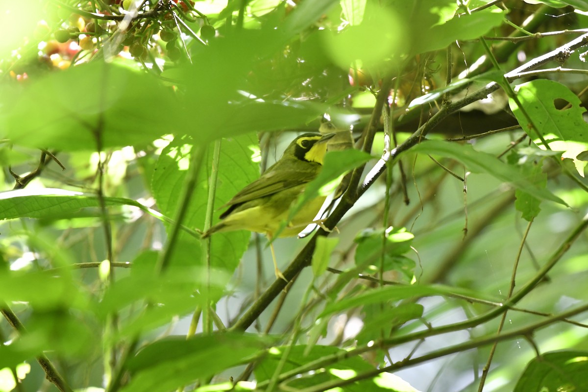 Kentucky Warbler - ML644734746