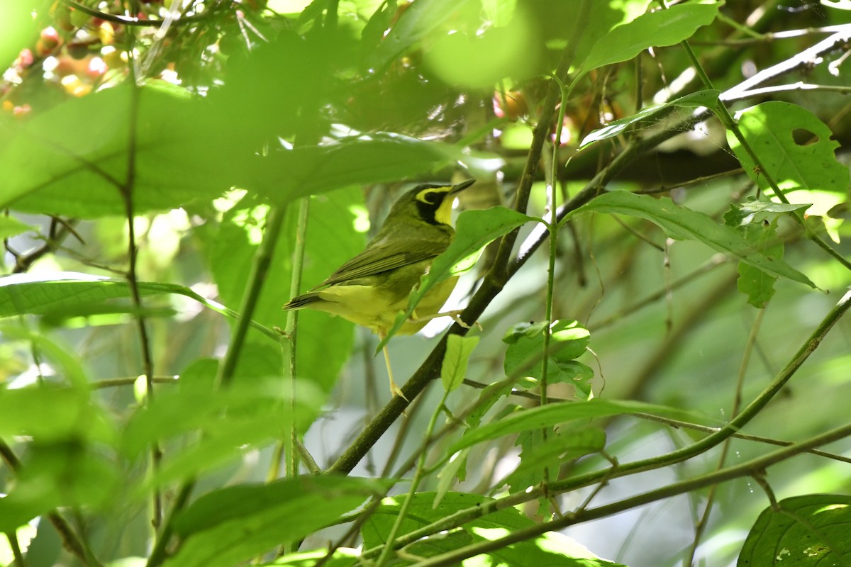 Kentucky Warbler - ML644734747