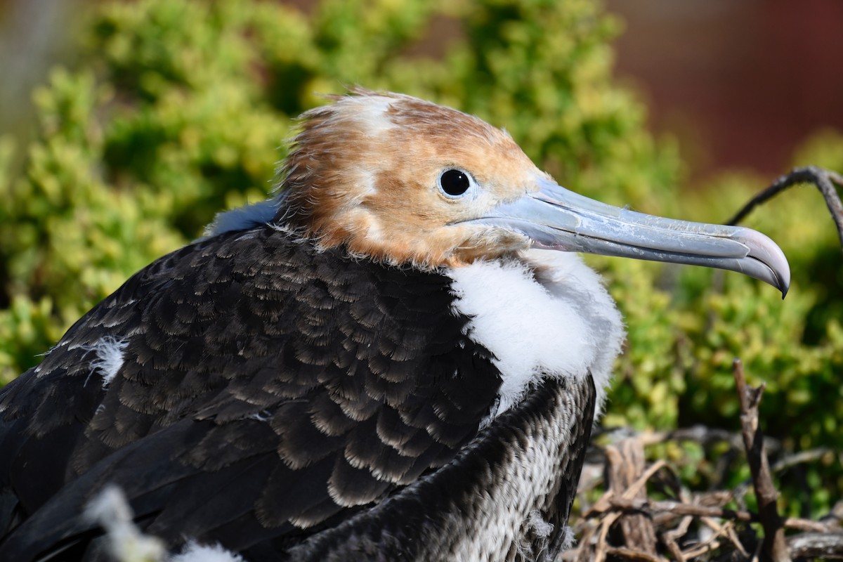 Great Frigatebird - ML644734756