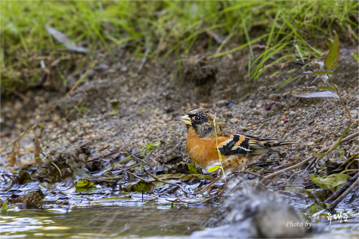 В'юрок - ML644734761