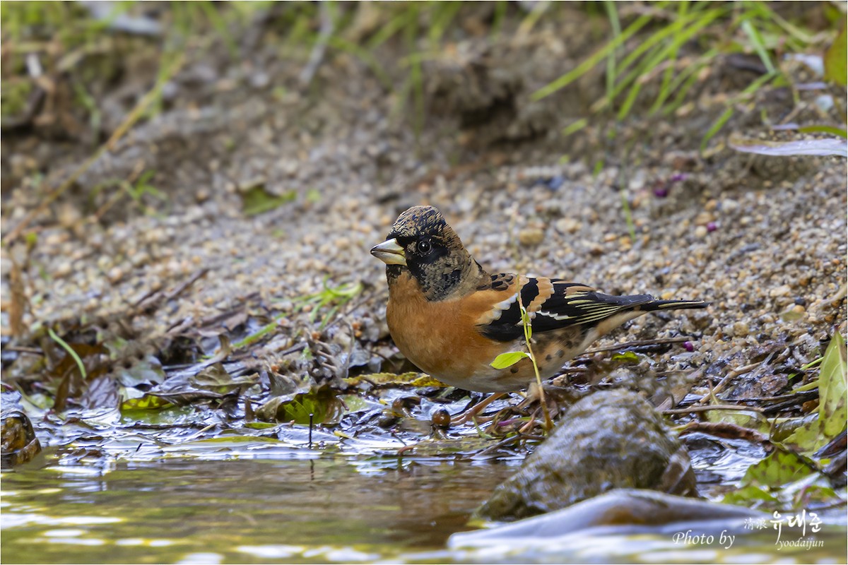 В'юрок - ML644734762