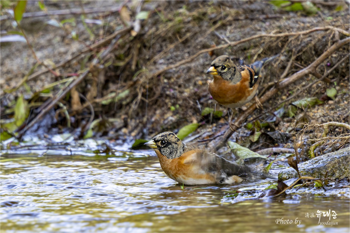 В'юрок - ML644734763