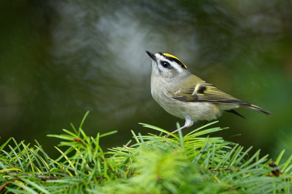 Golden-crowned Kinglet - ML644734779
