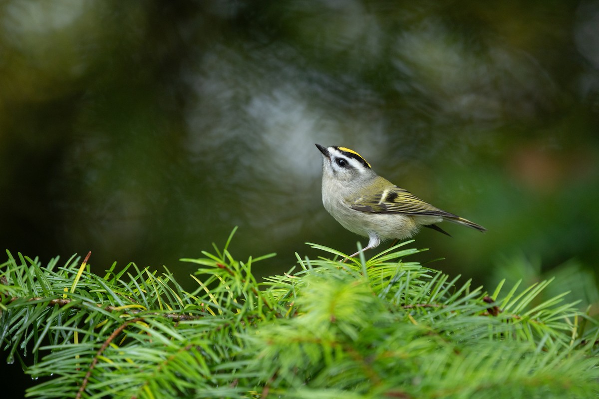 Golden-crowned Kinglet - ML644734780