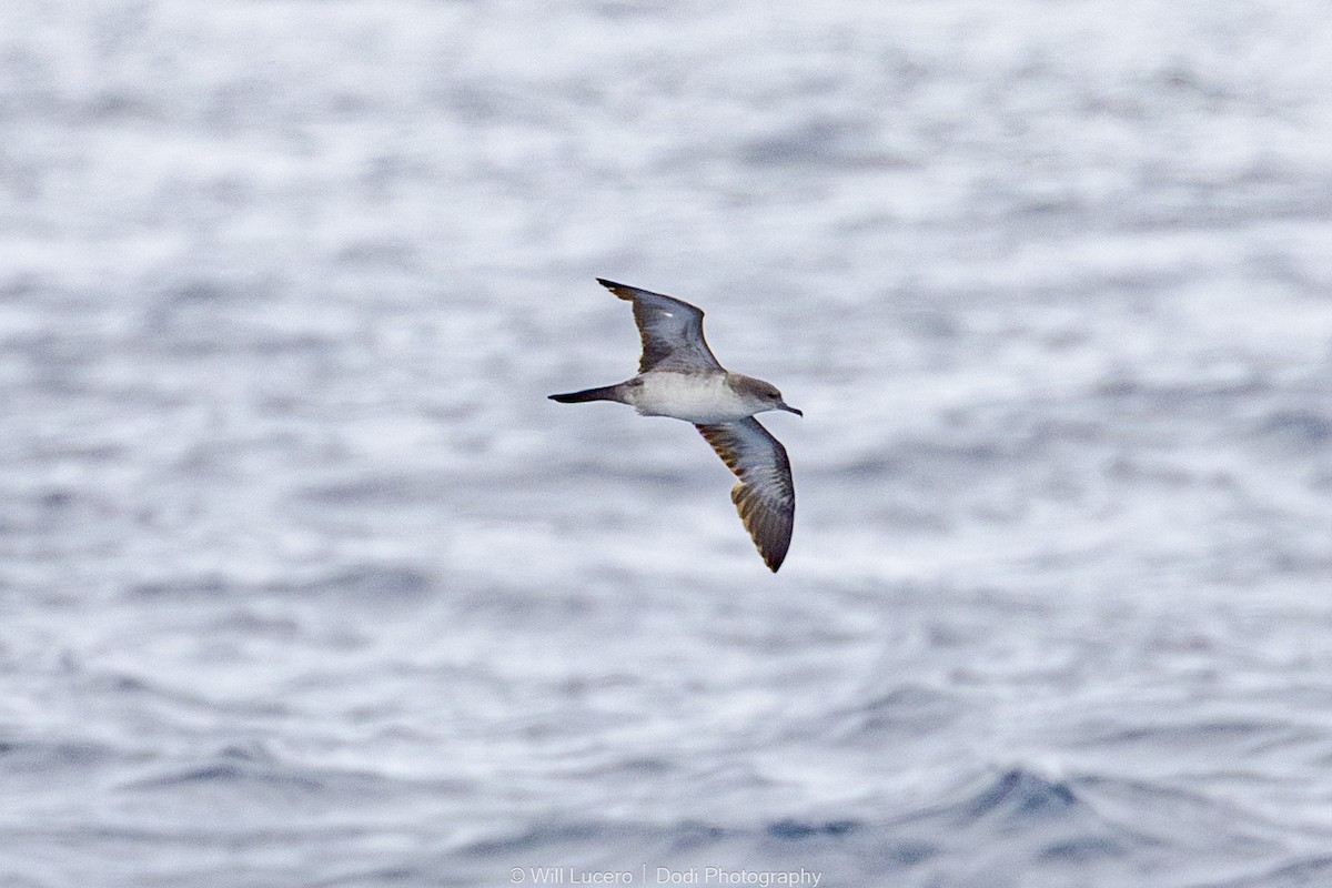 長尾水薙鳥 - ML644734784