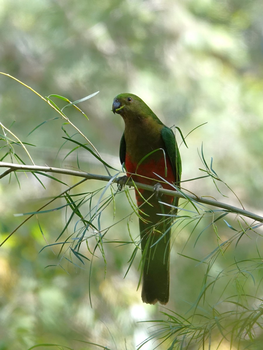 Australian King-Parrot - ML644734785
