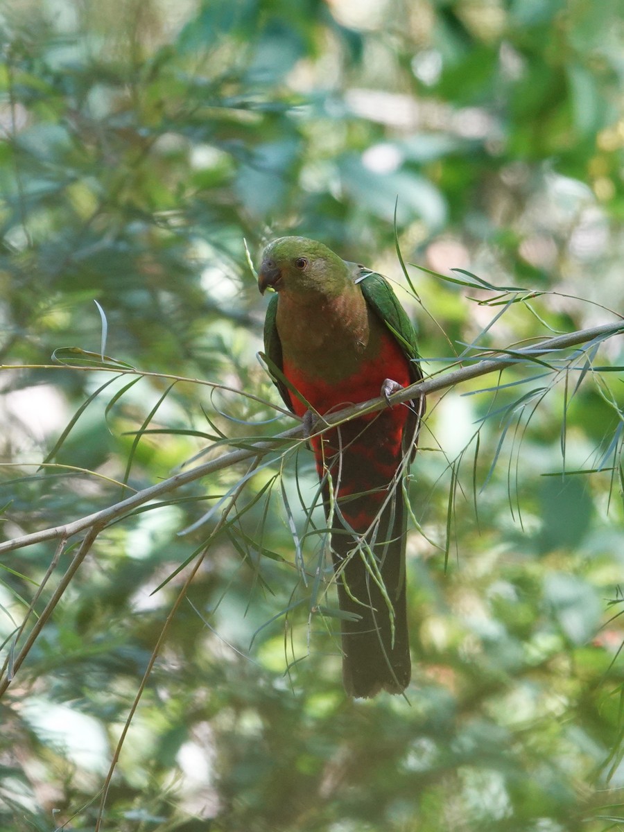 Australian King-Parrot - ML644734786